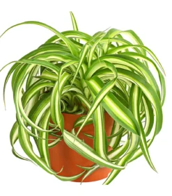 Grünlilie - Chlorophytum comosum 'Bonnie'