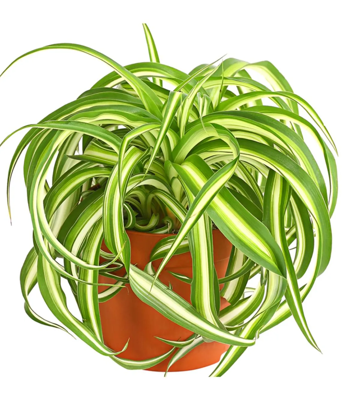 Grünlilie - Chlorophytum comosum 'Bonnie'