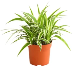 Grünlilie - Chlorophytum comosum 'Ocean'