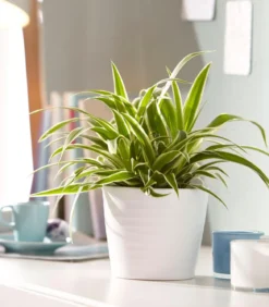 Grünlilie - Chlorophytum comosum 'Ocean'