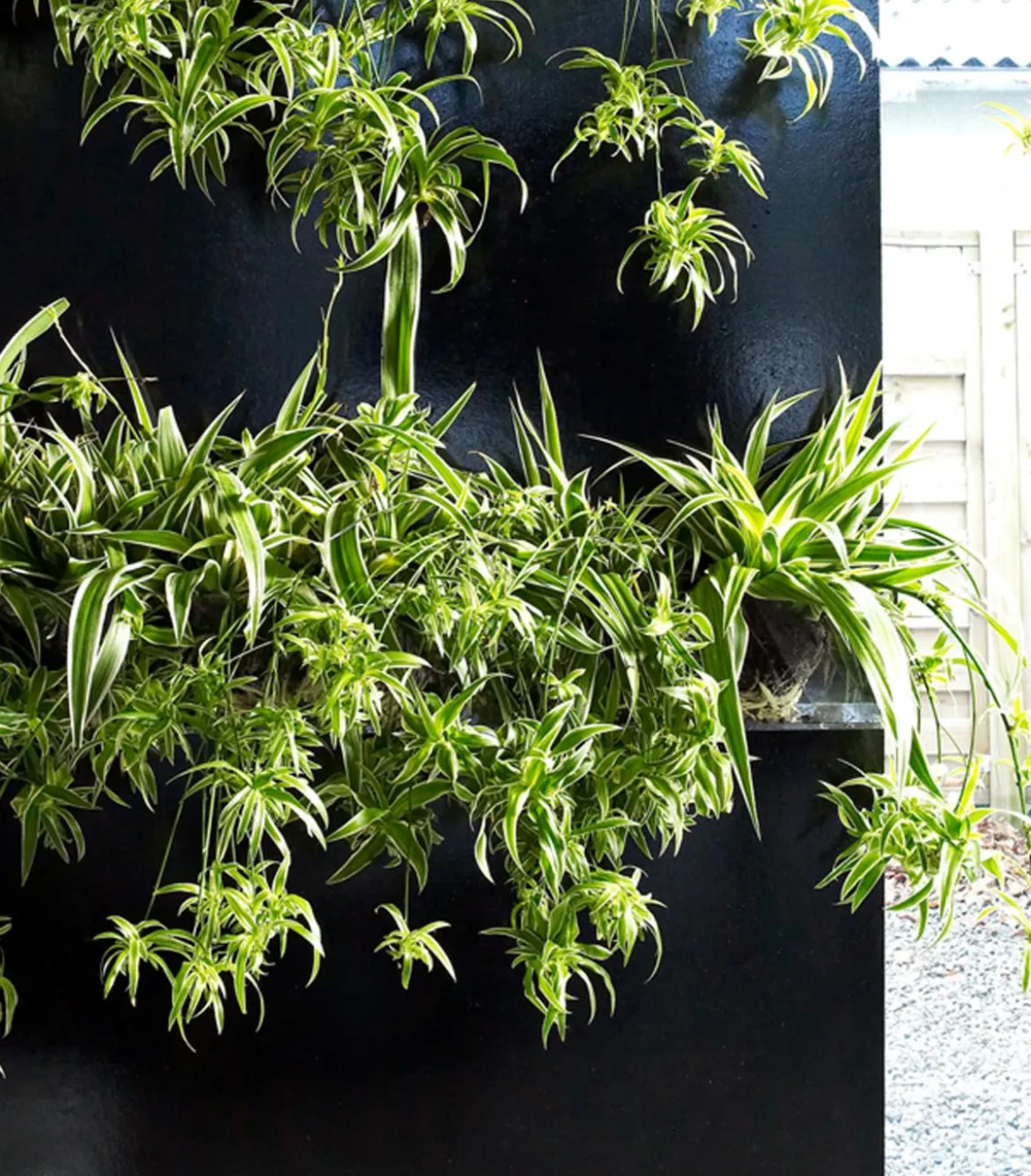Grünlilie - Chlorophytum comosum 'Ocean'