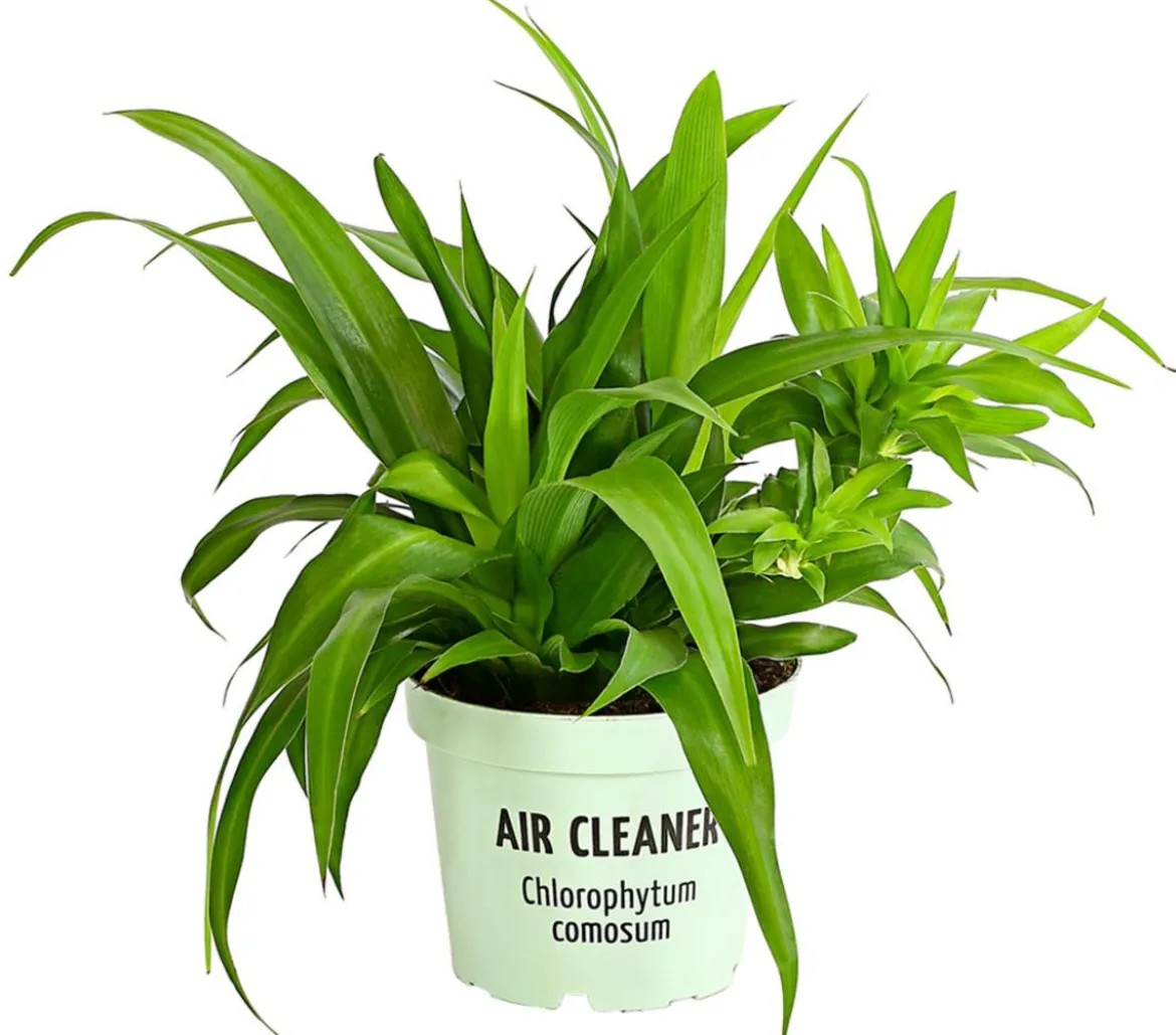 Grünlilie - Chlorophytum comosum