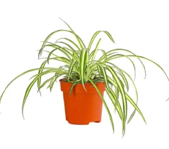 Grünlilie - Chlorophytum comosum 'Atlantic'