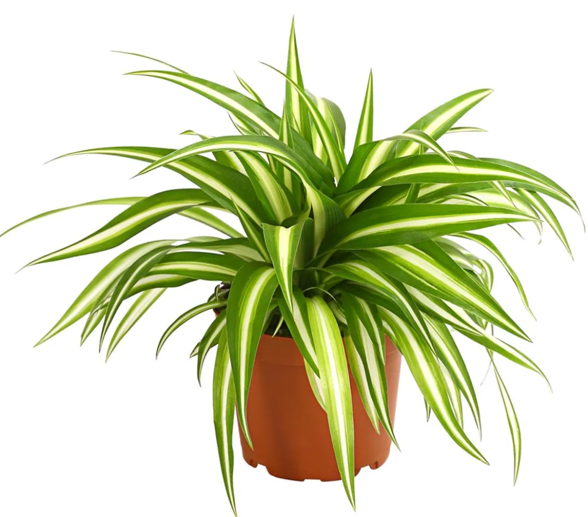 Grünlilie - Chlorophytum comosum