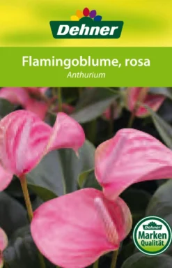 Große Flamingoblume - Anthurium andreanum 'Sweet Lips'
