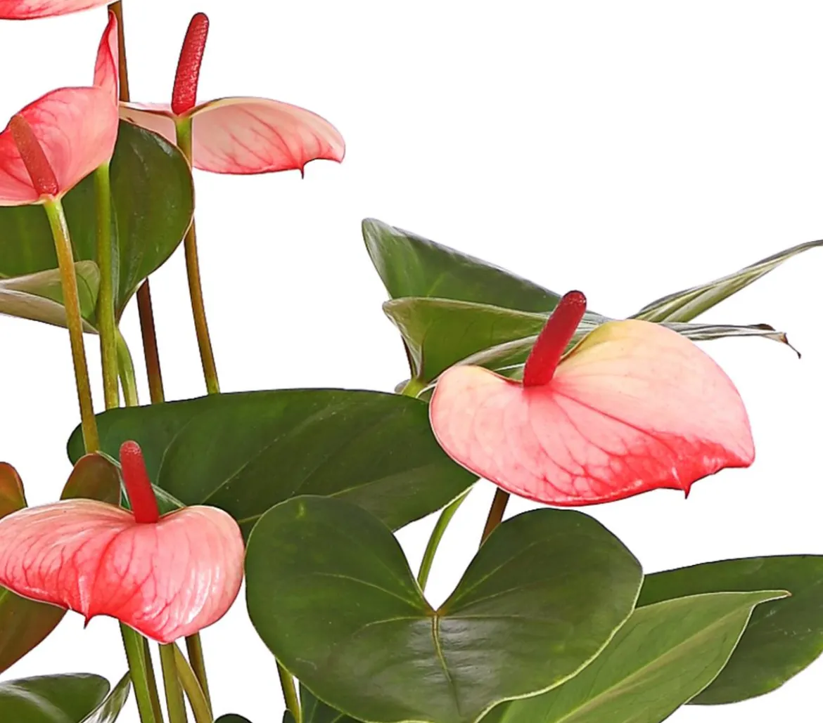 Große Flamingoblume - Anthurium andreanum 'Sweet Lips'