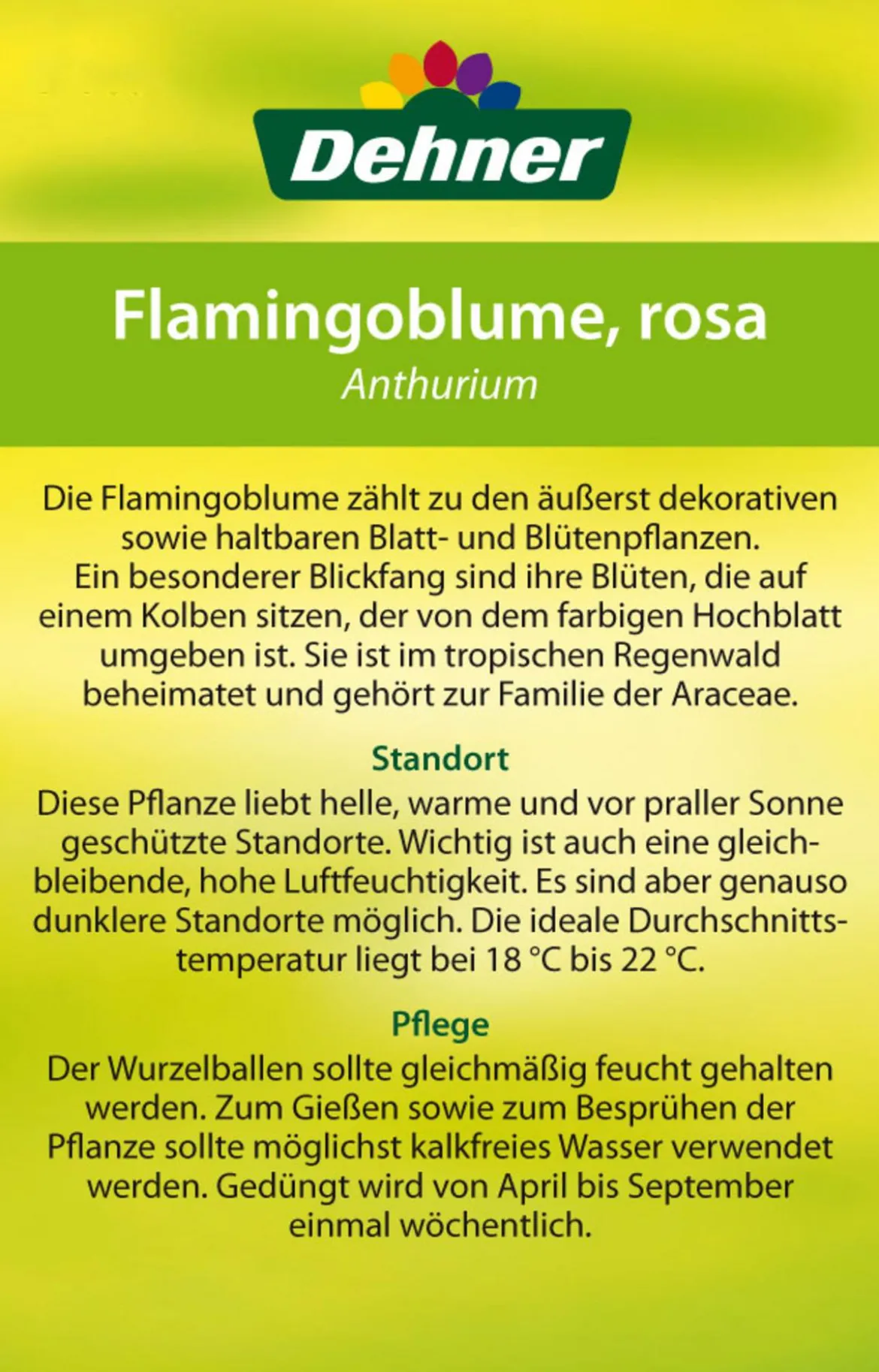 Große Flamingoblume - Anthurium andreanum 'Sweet Lips'