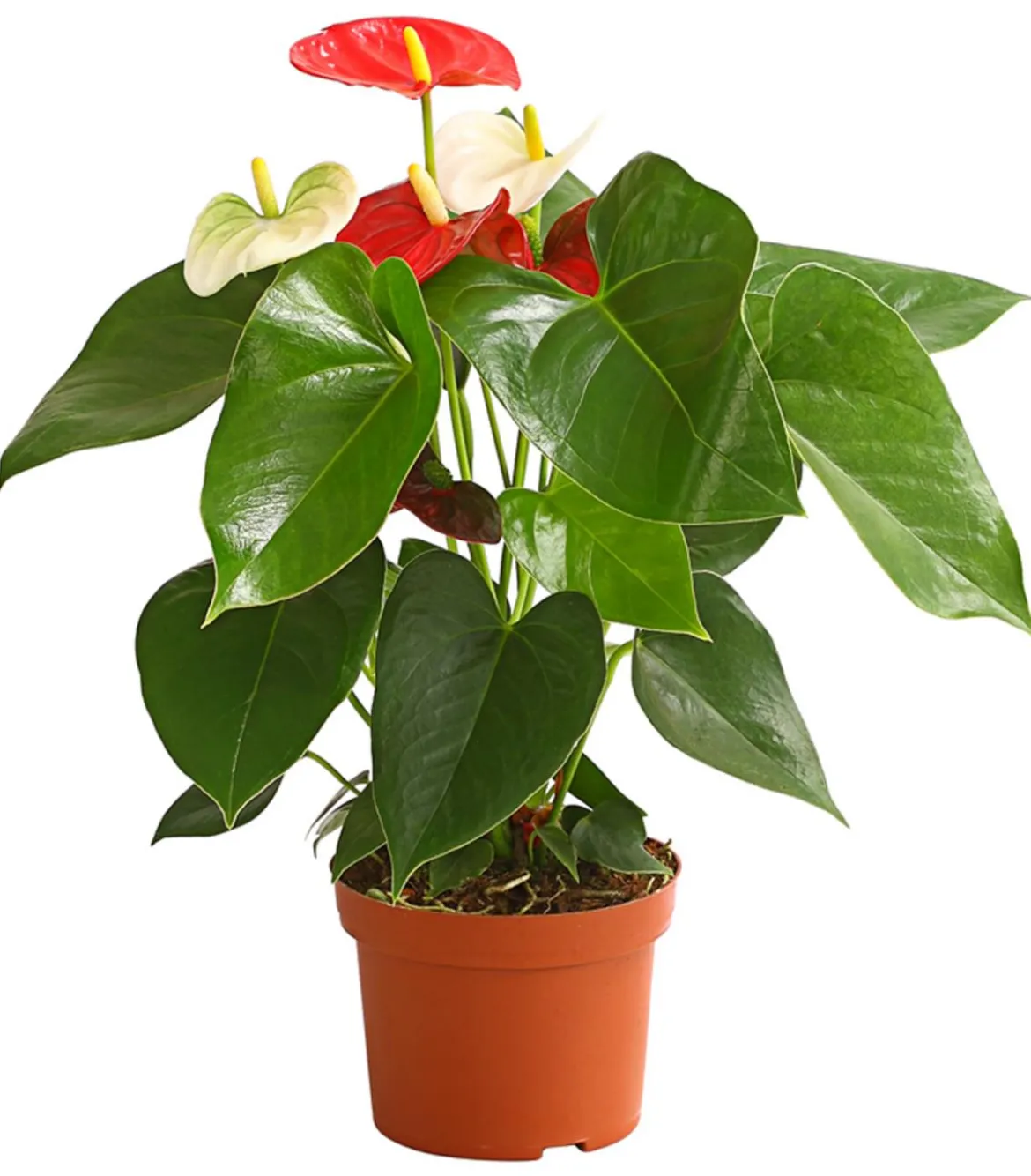 Große Flamingoblume - Anthurium andreanum 'Frankonien'