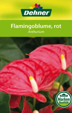 Große Flamingoblume - Anthurium andreanum 'Frankonien'