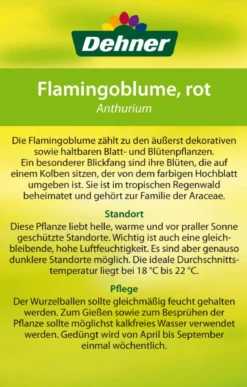 Große Flamingoblume - Anthurium andreanum 'Frankonien'