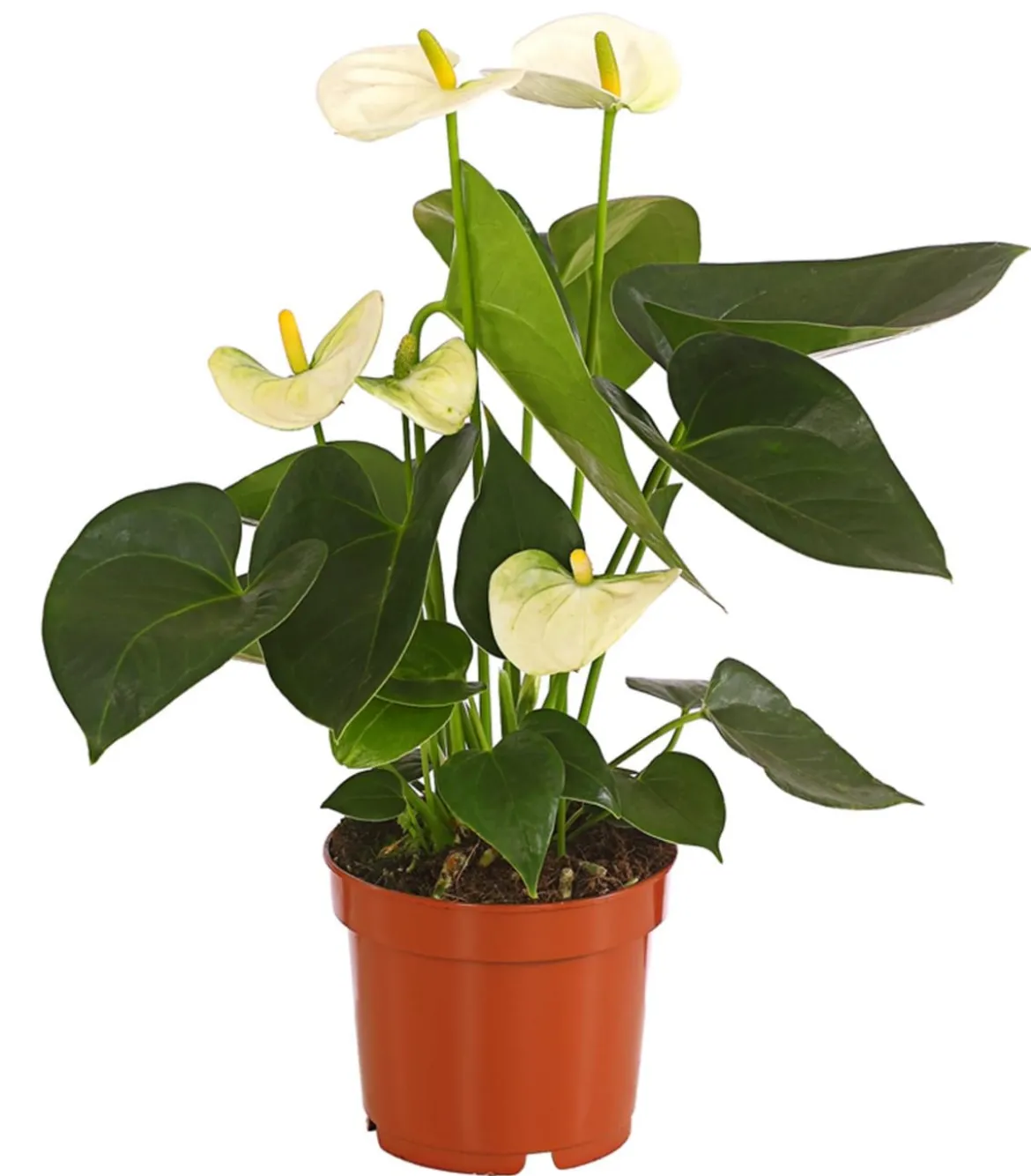 Große Flamingoblume - Anthurium andreanum, weiß