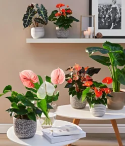 Große Flamingoblume - Anthurium andreanum, orange