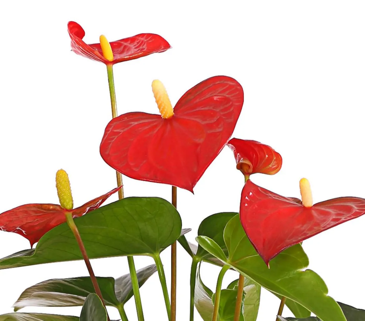 Große Flamingoblume - Anthurium andreanum, rot