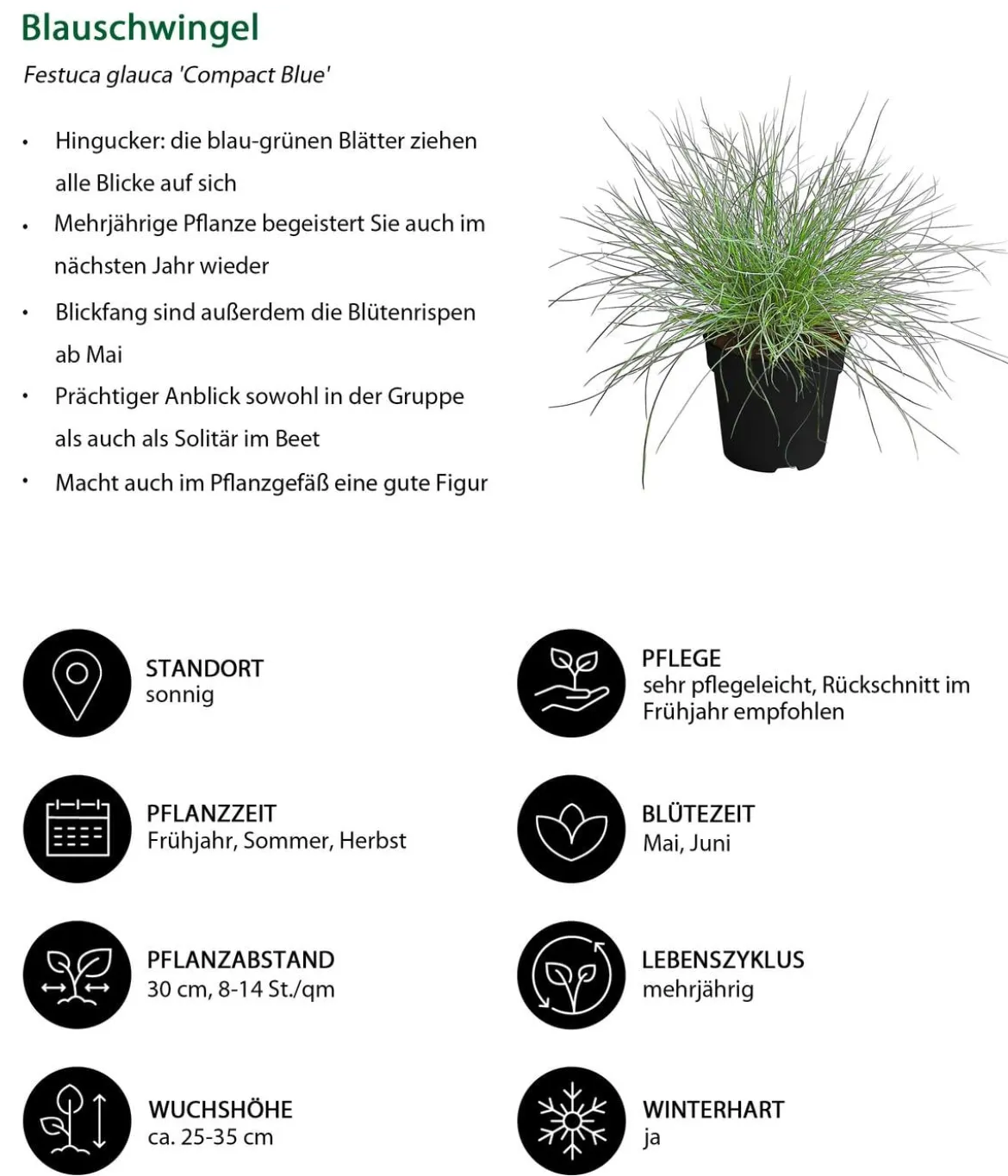 Gräser-Set Gartengräser, 4-teilig