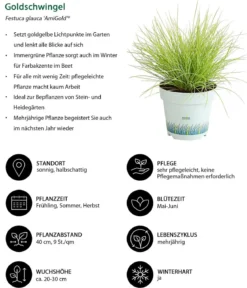 Gräser-Set Gartengräser, 4-teilig