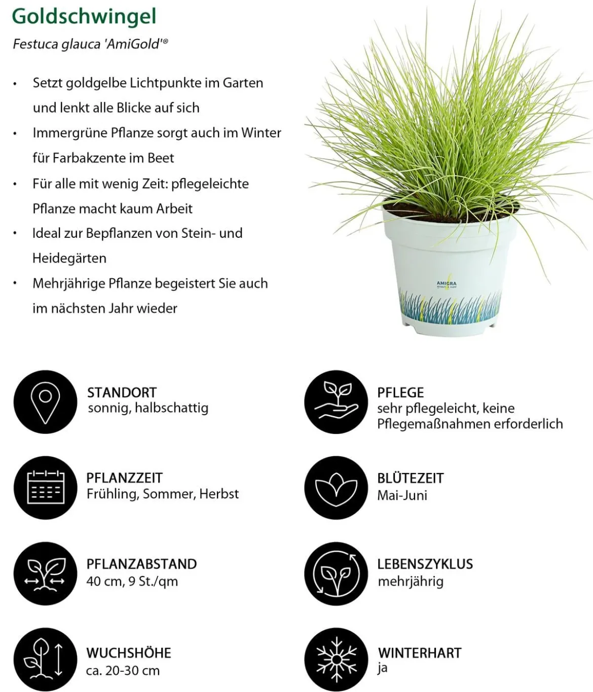Gräser-Set Gartengräser, 4-teilig