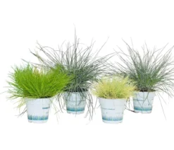 Gräser-Set Gartengräser, 4-teilig