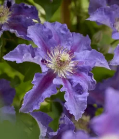 Guernsey Waldrebe - Clematis 'Baroness Fookes'