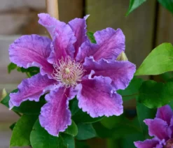 Guernsey Waldrebe - Clematis 'Baroness Fookes'