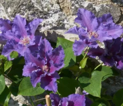 Guernsey Waldrebe - Clematis 'Baroness Fookes'