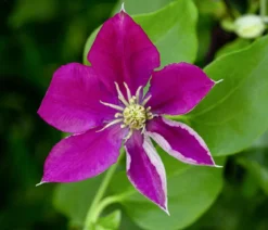 Guernsey Waldrebe - Clematis 'Elpis'