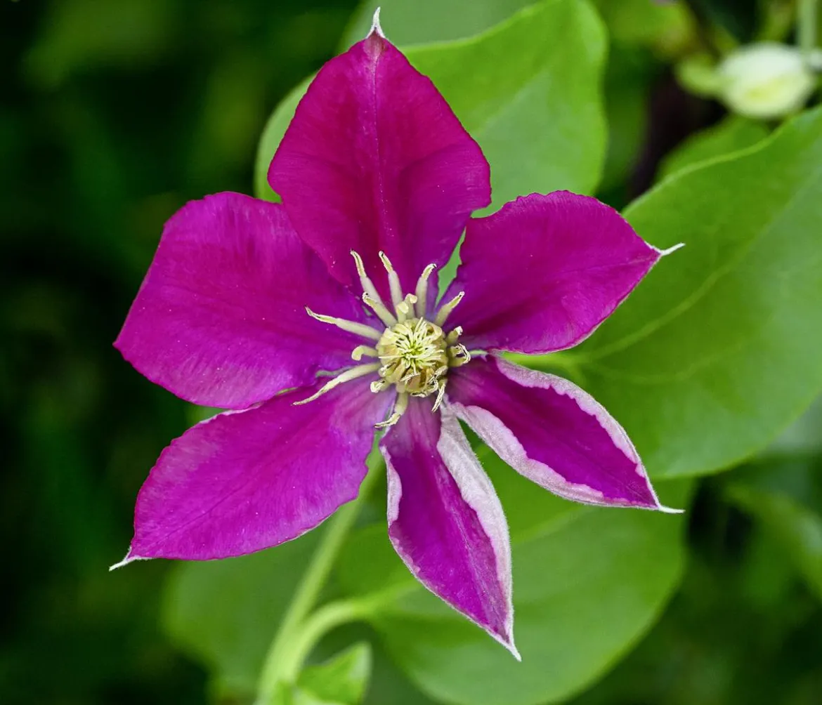 Guernsey Waldrebe - Clematis 'Elpis'