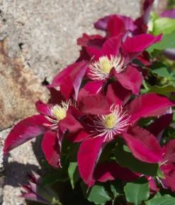 Guernsey Waldrebe - Clematis 'Elpis'