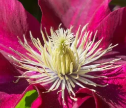 Guernsey Waldrebe - Clematis 'Elpis'