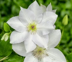 Guernsey Waldrebe - Clematis 'Guernsey Flute'