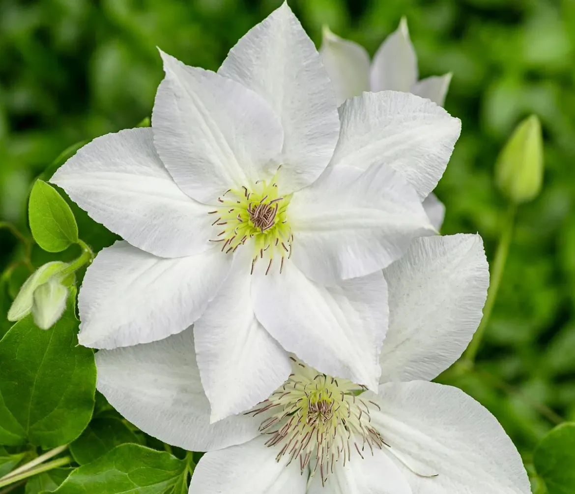Guernsey Waldrebe - Clematis 'Guernsey Flute'