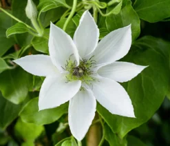 Guernsey Waldrebe - Clematis 'Guernsey Flute'