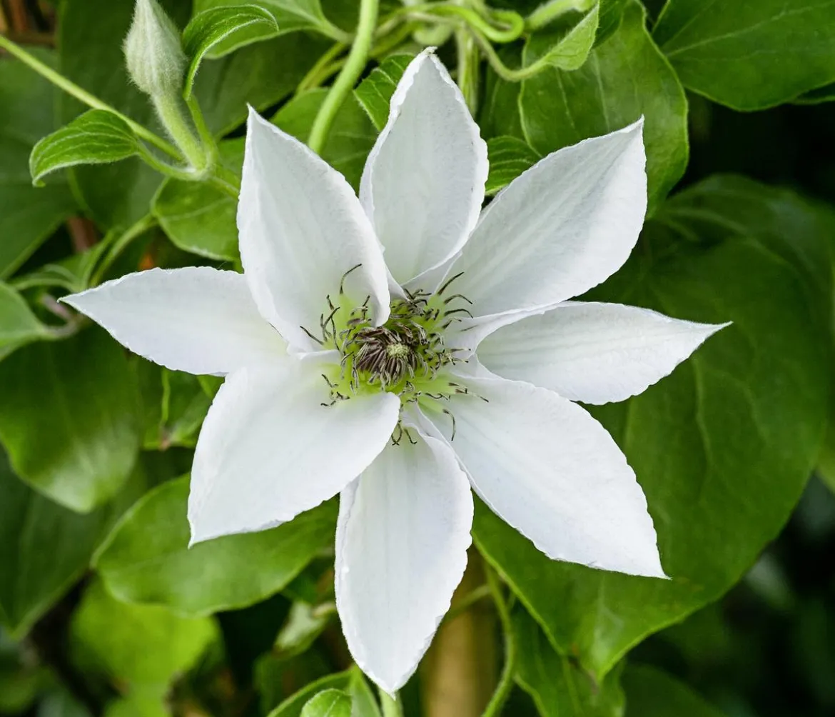 Guernsey Waldrebe - Clematis 'Guernsey Flute'
