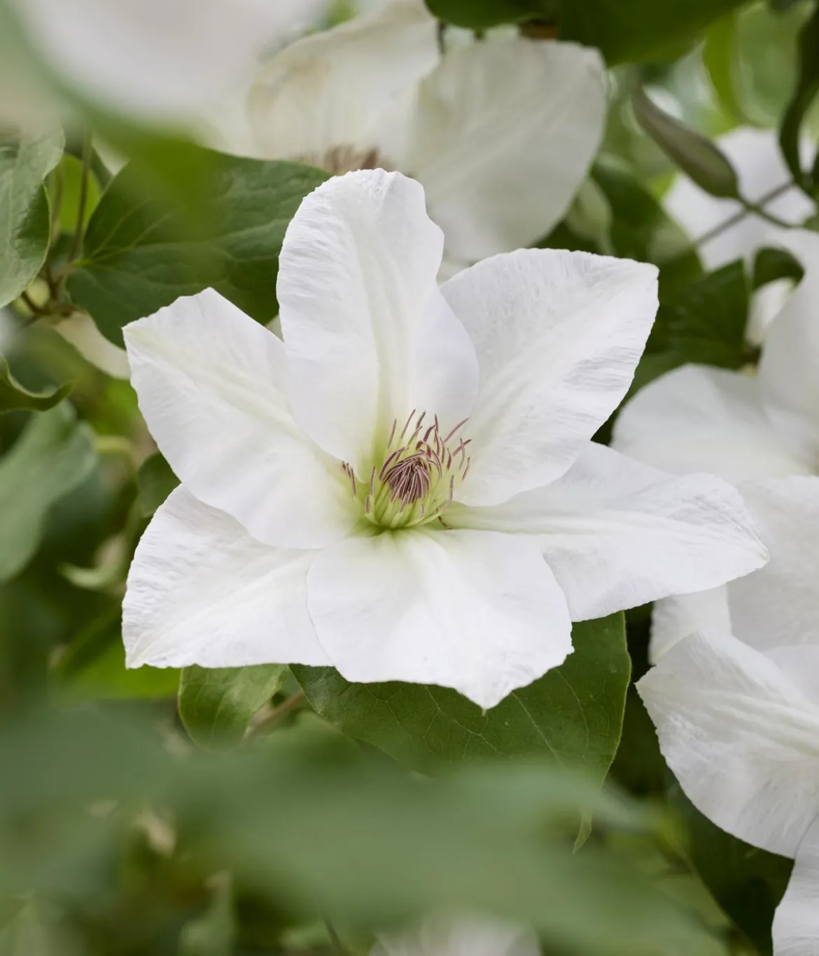 Guernsey Waldrebe - Clematis 'Guernsey Flute'