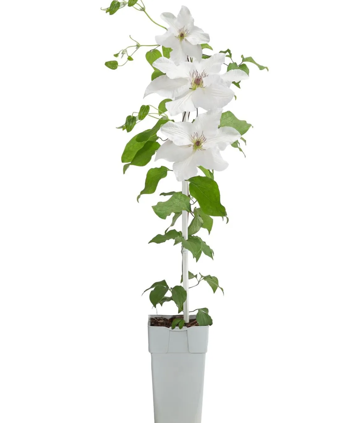 Guernsey Waldrebe - Clematis 'Guernsey Flute'