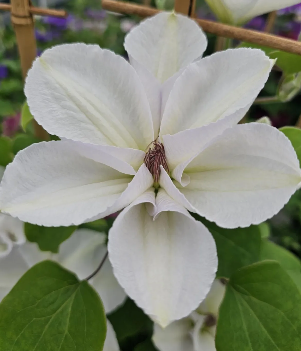 Guernsey Waldrebe - Clematis 'Guernsey Flute'
