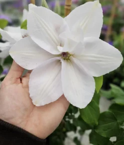 Guernsey Waldrebe - Clematis 'Guernsey Flute'