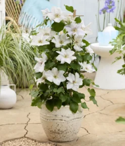 Guernsey Waldrebe - Clematis 'Guernsey Flute'