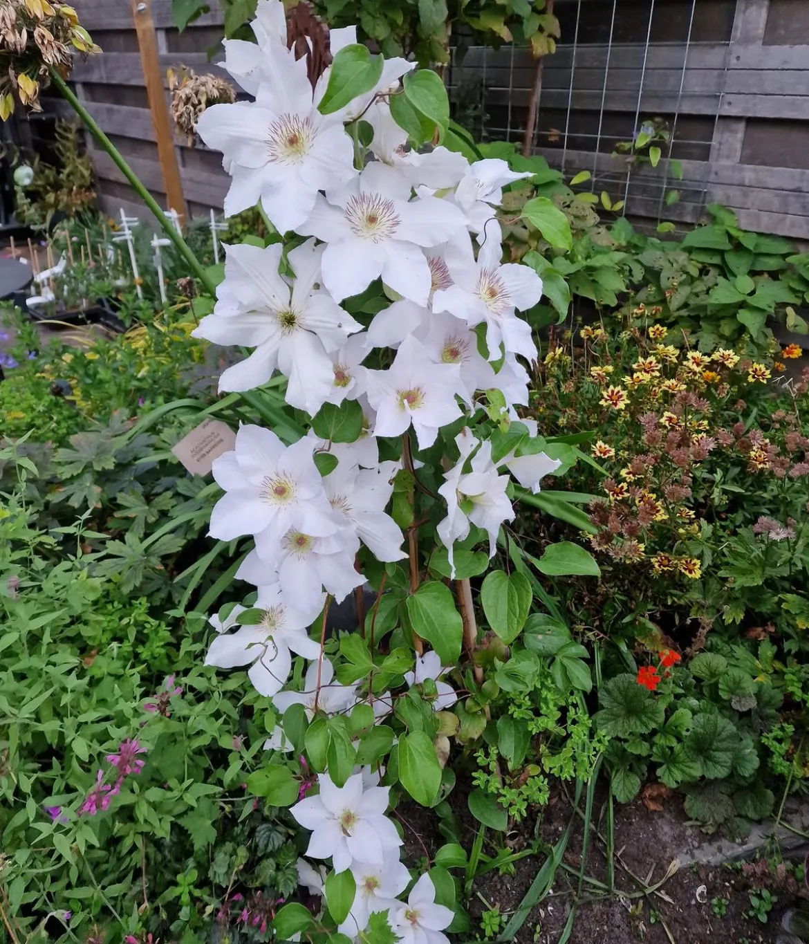Guernsey Waldrebe - Clematis 'Guernsey Flute'
