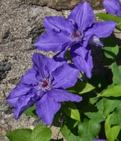 Guernsey Waldrebe - Clematis 'Lindsay'
