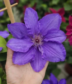 Guernsey Waldrebe - Clematis 'Lindsay'