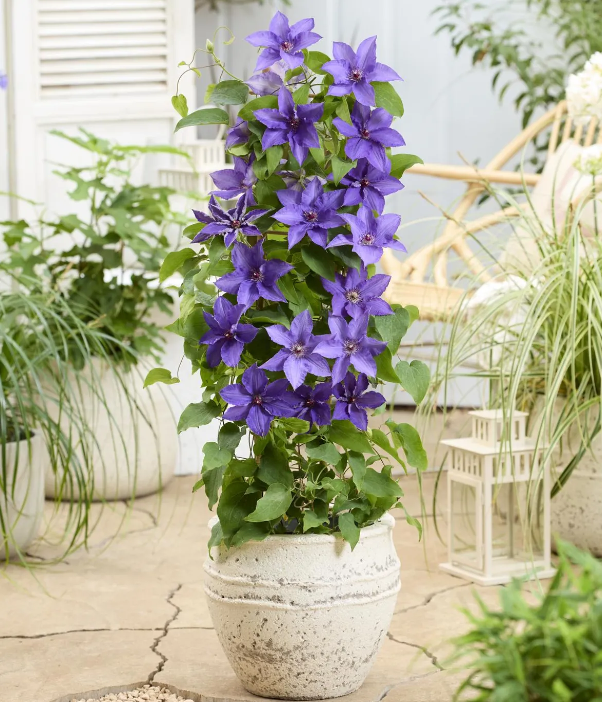 Guernsey Waldrebe - Clematis 'Lindsay'