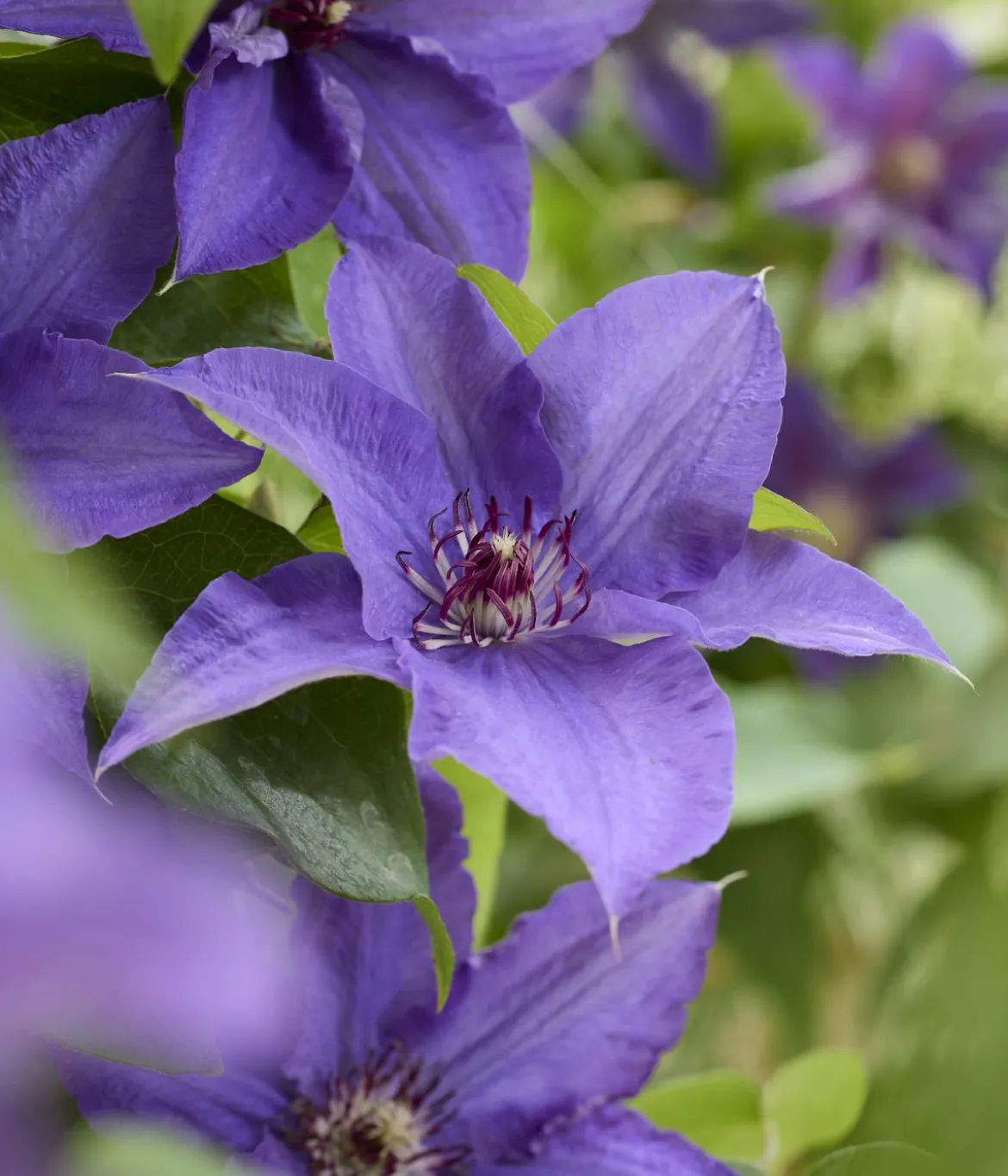 Guernsey Waldrebe - Clematis 'Lindsay'