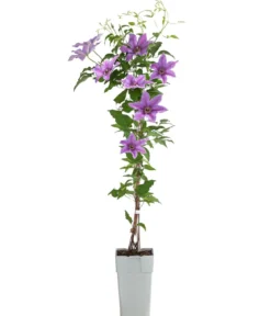 Guernsey Waldrebe - Clematis 'Tumaini'