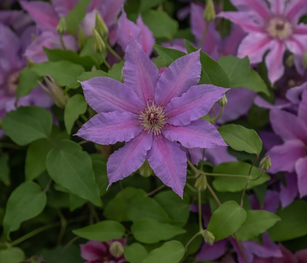 Guernsey Waldrebe - Clematis 'Tumaini'