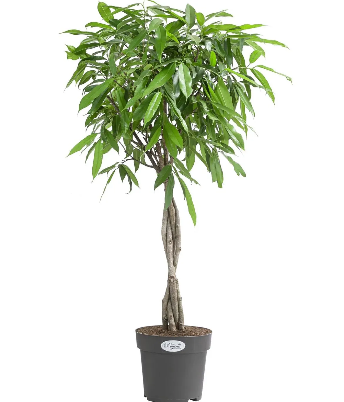 Gummibaum - Ficus binnendijkii 'Amstel King'
