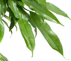 Gummibaum - Ficus binnendijkii 'Amstel King'