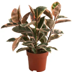 Gummibaum - Ficus elastica 'Belize'