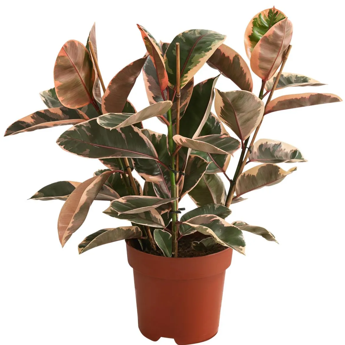 Gummibaum - Ficus elastica 'Belize'