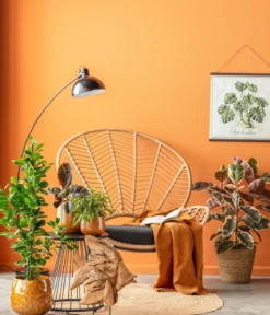 Gummibaum - Ficus elastica 'Belize'