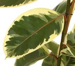 Gummibaum - Ficus elastica 'Tineke'